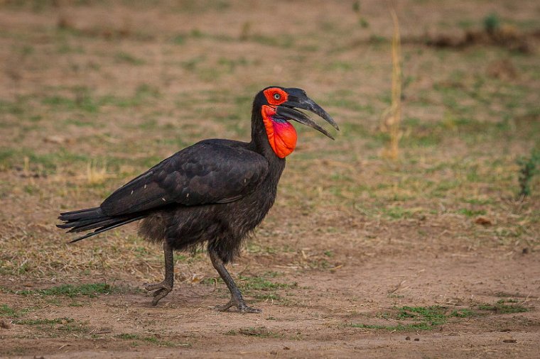 105 Zambia, South Luangwa NP, zuidelijke hoornraaf.jpg